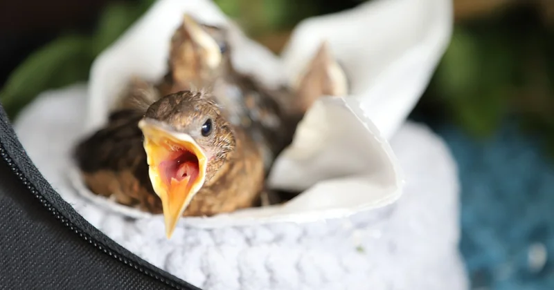 Comment ouvrir le bec d'un oisillon mésange sans le blesser ?