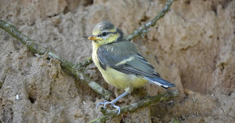 Comment sauver un oisillon mésange tombé du nid ?