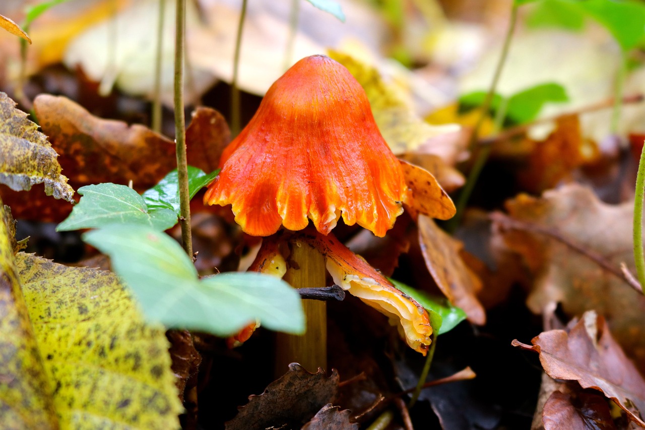 Quelle cire utiliser pour protéger le bois