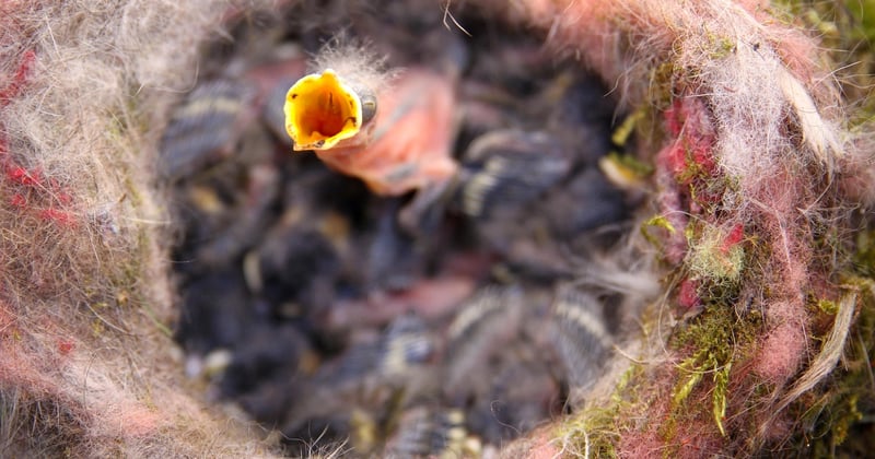 Mesange oisillon : comment nourrir et élever un bébé mésange