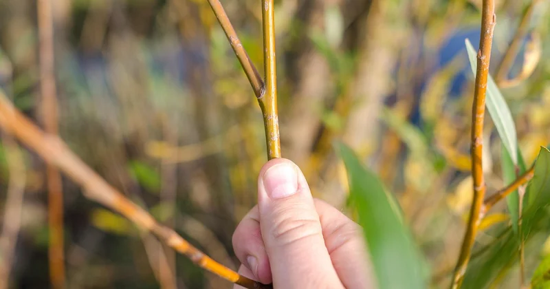 Gale bactérienne : le chancre qui exige une taille chirurgicale