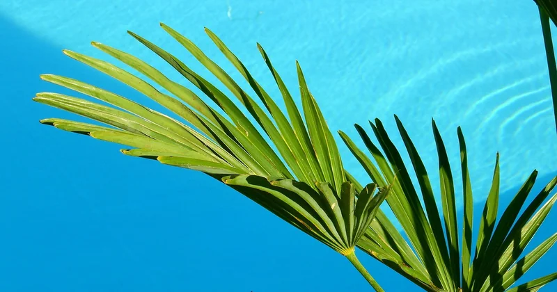 Les plantes et végétaux : l'option naturelle qui demande de la patience