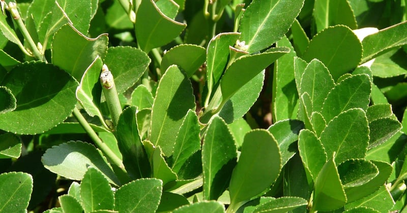 Laurier-rose à feuilles marron : traitement efficace et solutions naturelles