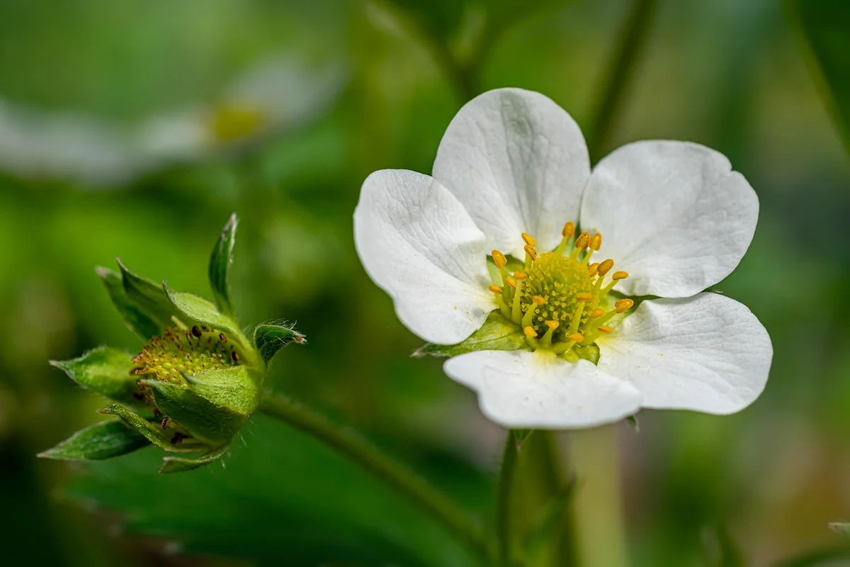 fleur