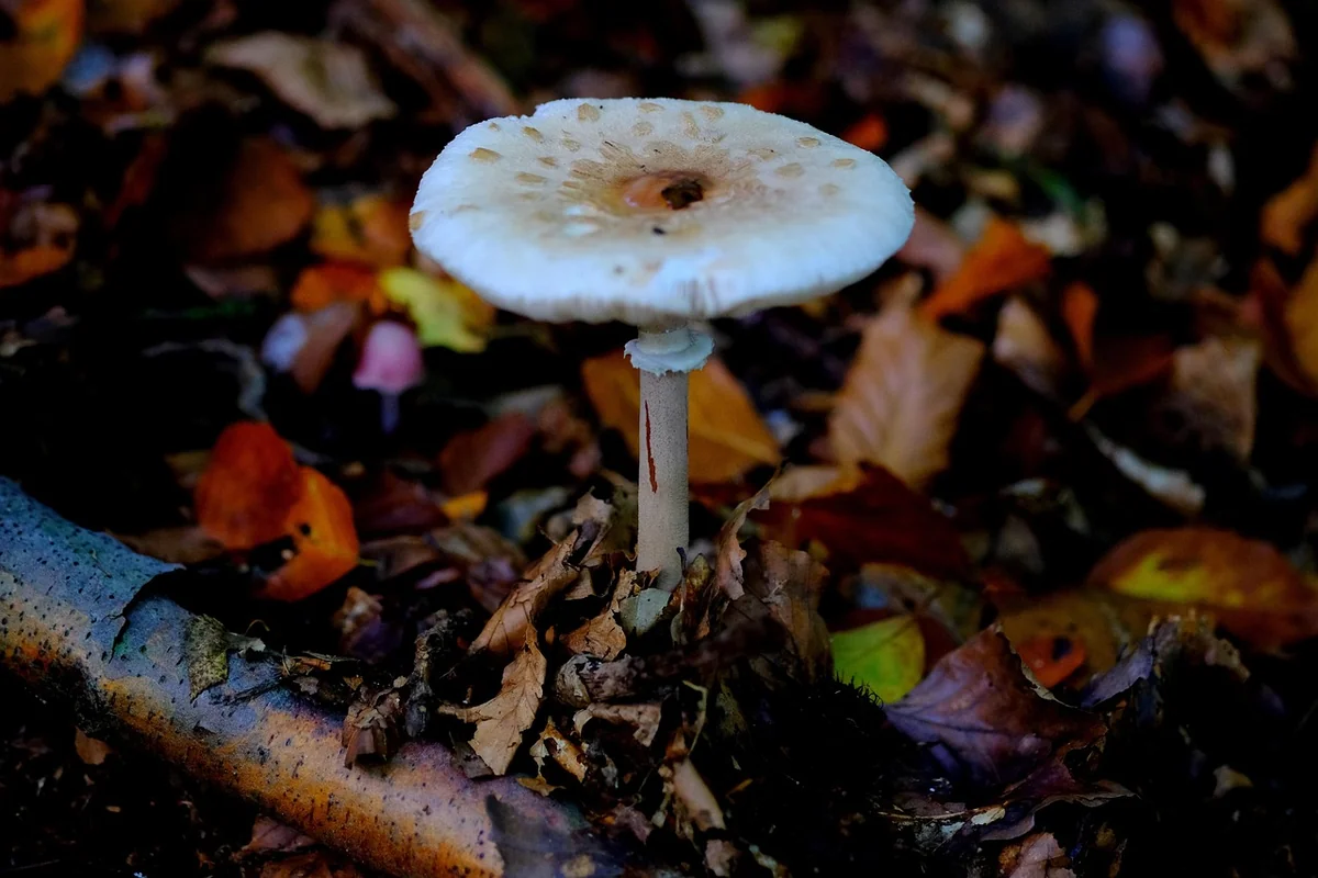 Découvrez le mystérieux champignon bolet jaune : secrets et recettes de 2026